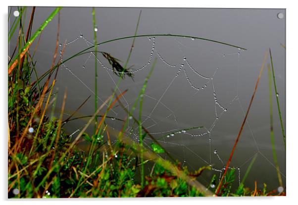 Spider Web Acrylic by barbara walsh