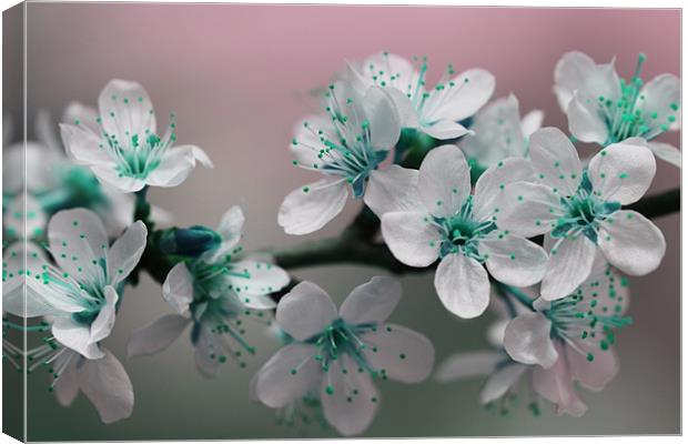 Teal Blossom Canvas Print by Anthony Michael 