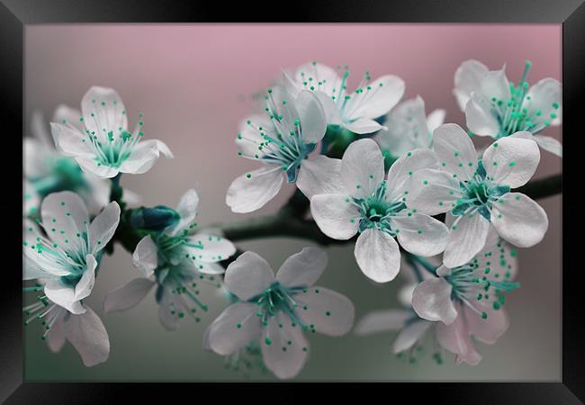Teal Blossom Framed Print by Anthony Michael 