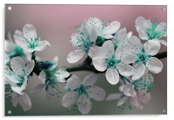 Teal Blossom Acrylic by Anthony Michael 