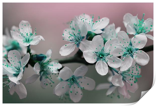Teal Blossom Print by Anthony Michael 