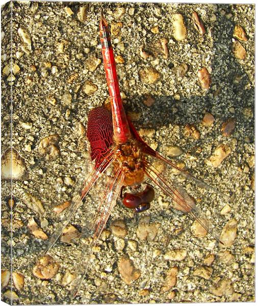 Red Dragonfly Canvas Print by Susan Medeiros