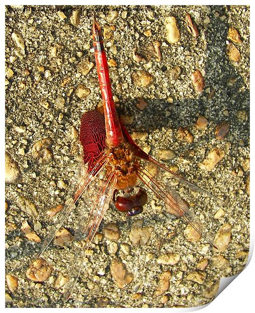 Red Dragonfly Print by Susan Medeiros