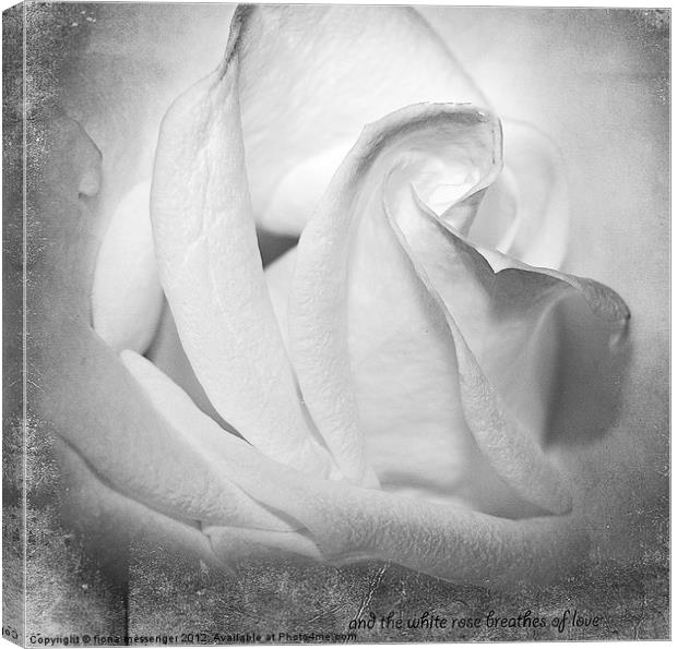 And the White rose Breathes of Love Canvas Print by Fiona Messenger