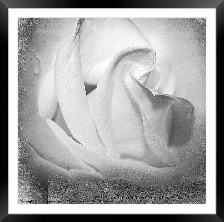 And the White rose Breathes of Love Framed Mounted Print by Fiona Messenger