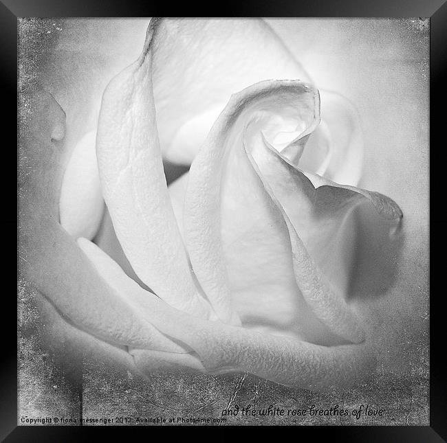 And the White rose Breathes of Love Framed Print by Fiona Messenger