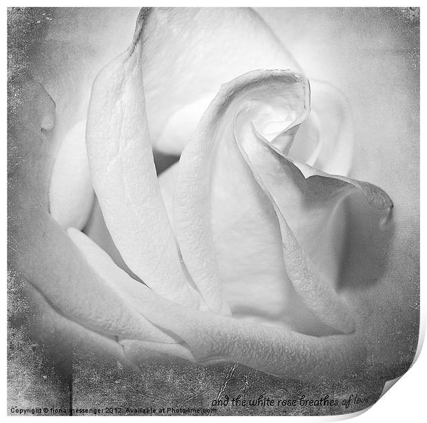 And the White rose Breathes of Love Print by Fiona Messenger