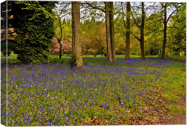 Down in Bluebell Wood Canvas Print by Trevor Kersley RIP