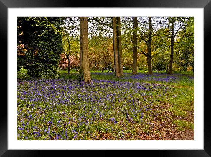 Down in Bluebell Wood Framed Mounted Print by Trevor Kersley RIP
