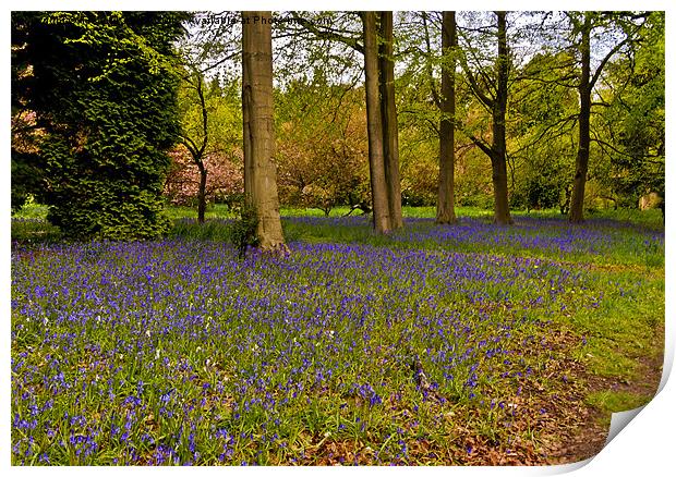 Down in Bluebell Wood Print by Trevor Kersley RIP