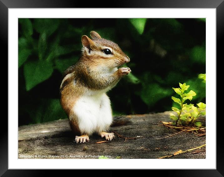 Chipmunk in Nature    Animal Framed Mounted Print by Elaine Manley