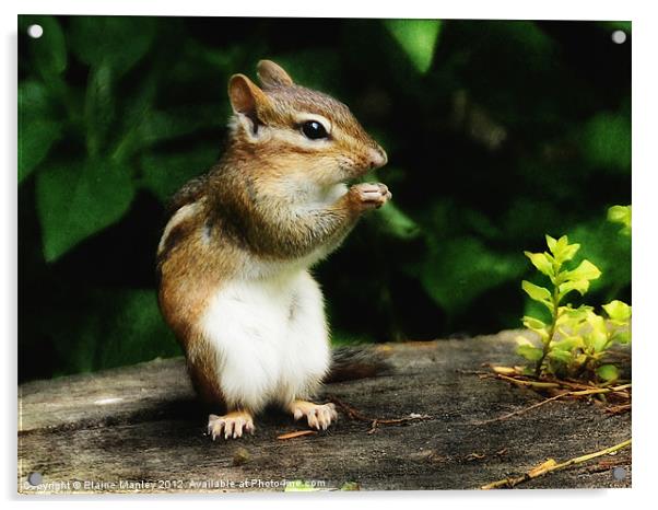 Chipmunk in Nature    Animal Acrylic by Elaine Manley