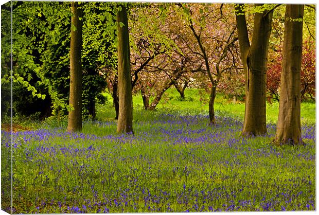 Spring in the Woods Canvas Print by Trevor Kersley RIP