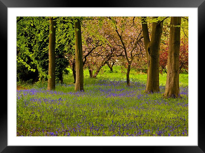 Spring in the Woods Framed Mounted Print by Trevor Kersley RIP