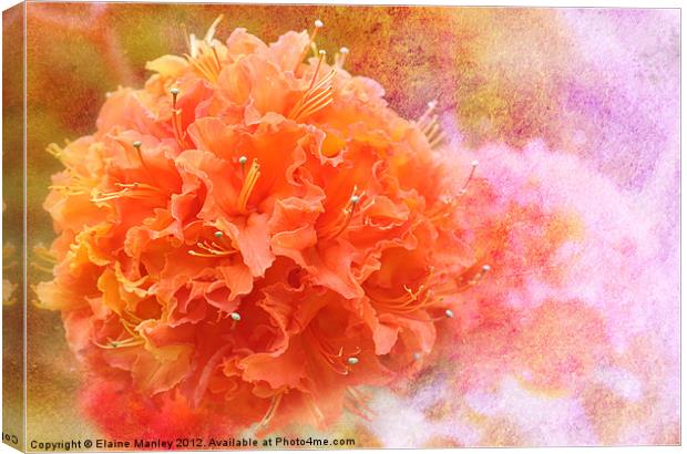 Orange Rhododendron Flower  Canvas Print by Elaine Manley