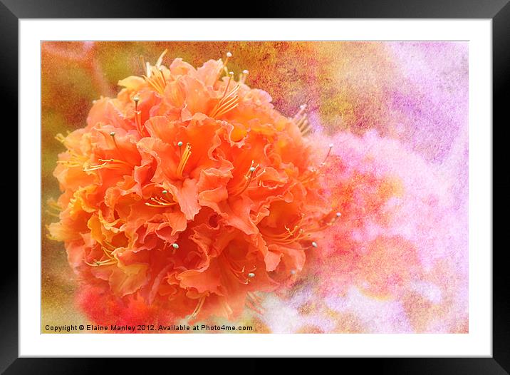Orange Rhododendron Flower  Framed Mounted Print by Elaine Manley