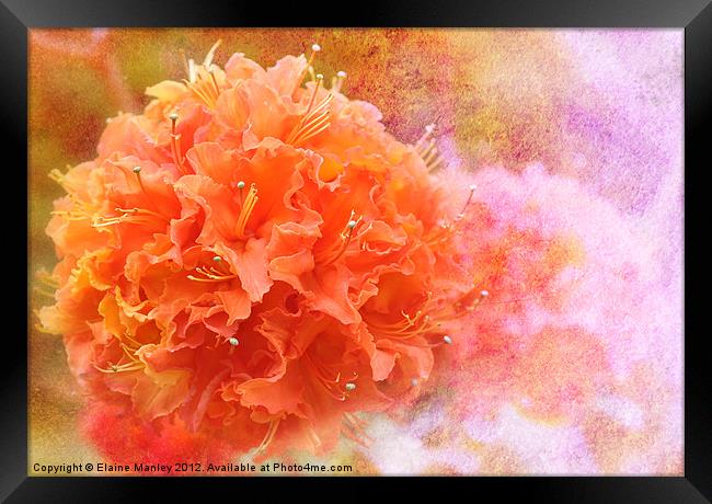 Orange Rhododendron Flower  Framed Print by Elaine Manley