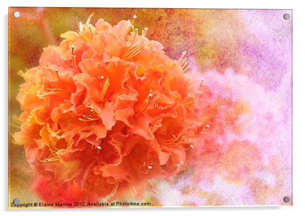 Orange Rhododendron Flower  Acrylic by Elaine Manley