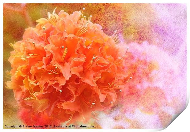 Orange Rhododendron Flower  Print by Elaine Manley