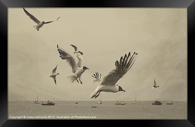 Gulls Framed Print by Linsey Williams