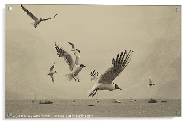 Gulls Acrylic by Linsey Williams