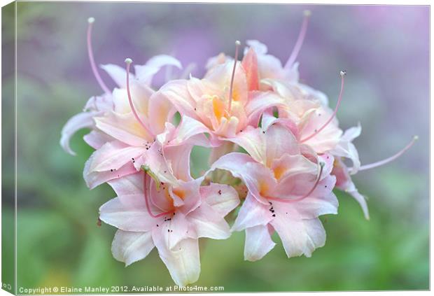 Pink Rhododrendron Flower Canvas Print by Elaine Manley