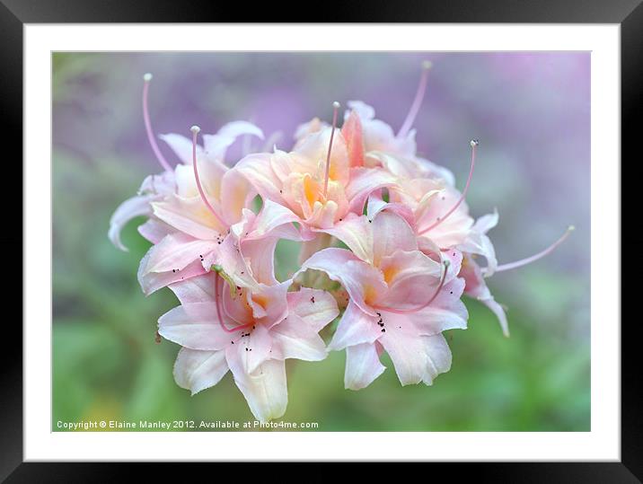 Pink Rhododrendron Flower Framed Mounted Print by Elaine Manley