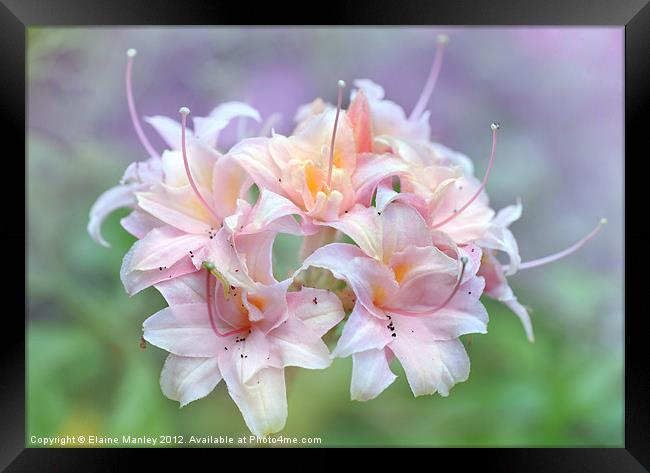 Pink Rhododrendron Flower Framed Print by Elaine Manley