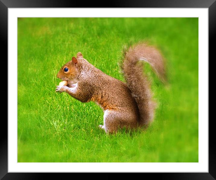 nutz Framed Mounted Print by sue davies