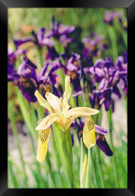 Yellow Orchid against Purple Framed Print by Daniel Walsh