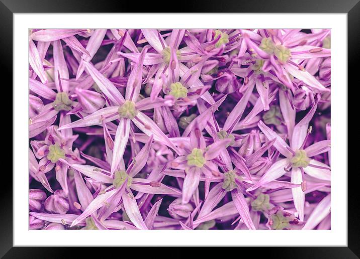 Purple Allium Giganteum Framed Mounted Print by Daniel Walsh