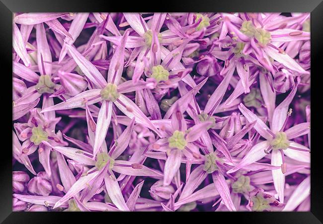 Purple Allium Giganteum Framed Print by Daniel Walsh