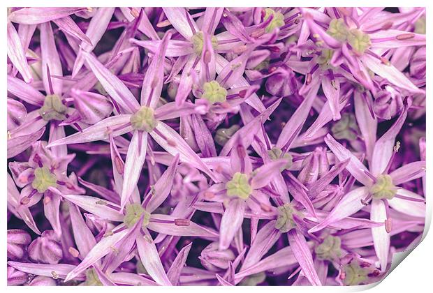 Purple Allium Giganteum Print by Daniel Walsh