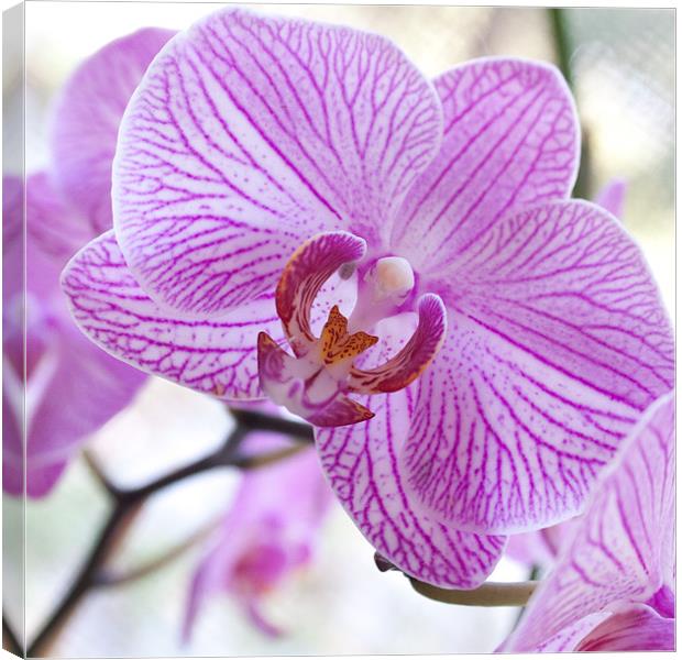 Orchid Square Canvas Print by Candice Smith