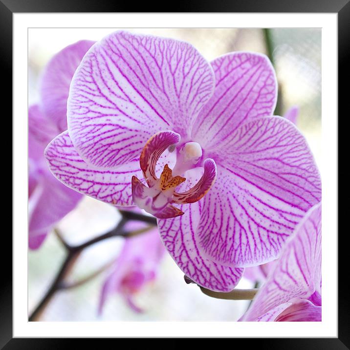 Orchid Square Framed Mounted Print by Candice Smith