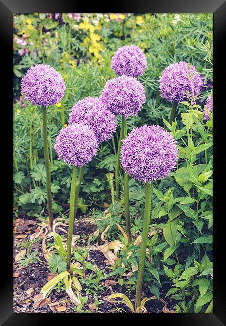 Purple Allium Giganteum Framed Print by Daniel Walsh