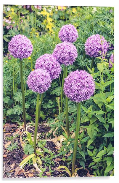 Purple Allium Giganteum Acrylic by Daniel Walsh