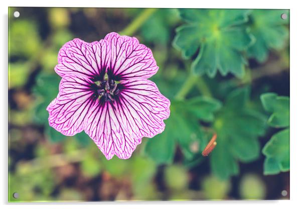 Purple Plant Acrylic by Daniel Walsh