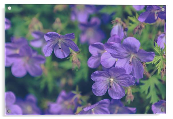 Purple Flowers Acrylic by Daniel Walsh