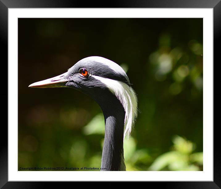 Demoiselle crane Framed Mounted Print by Ade Robbins