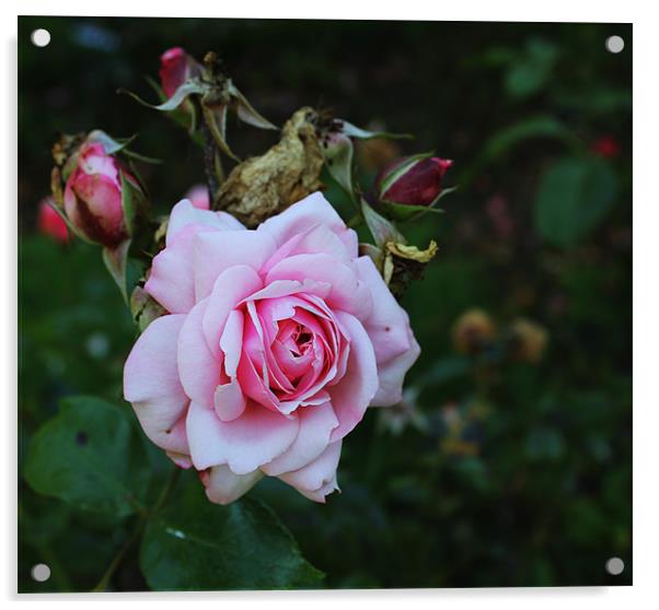Pink Rose Acrylic by Loren Robbins