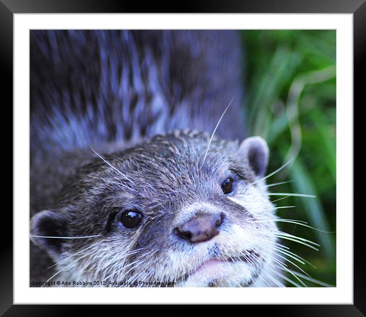 Oriental small-clawed otter Framed Mounted Print by Ade Robbins