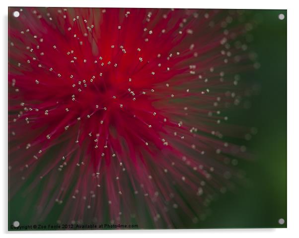 Calliandra Acrylic by Zoe Ferrie