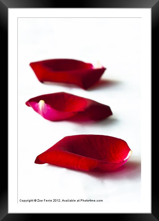 Scattered rose petals Framed Mounted Print by Zoe Ferrie