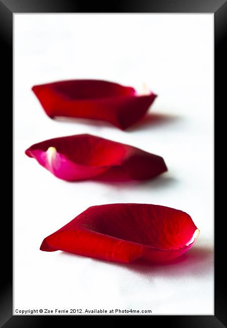 Scattered rose petals Framed Print by Zoe Ferrie