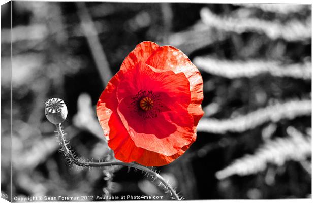 Poppy on Black and White Canvas Print by Sean Foreman