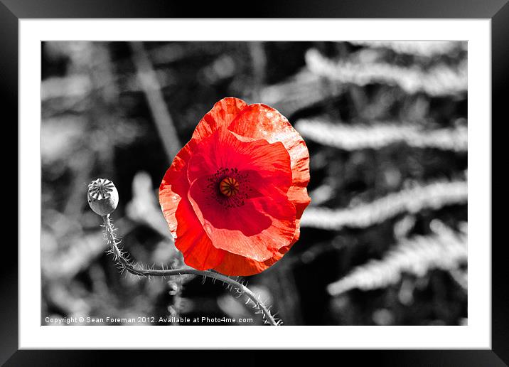 Poppy on Black and White Framed Mounted Print by Sean Foreman