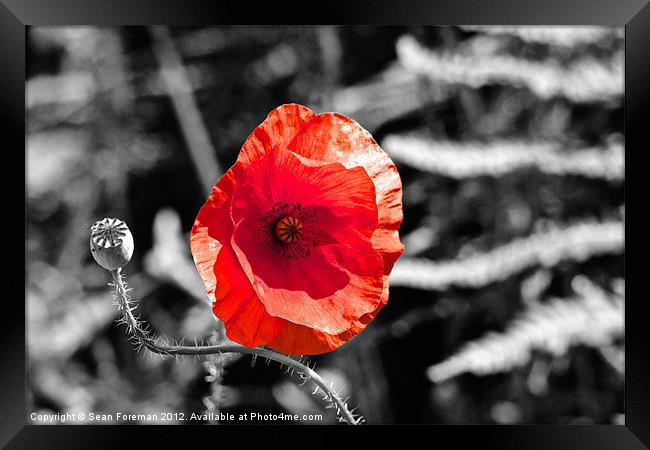 Poppy on Black and White Framed Print by Sean Foreman
