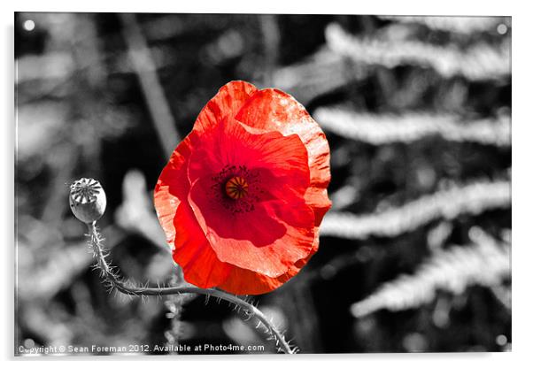 Poppy on Black and White Acrylic by Sean Foreman