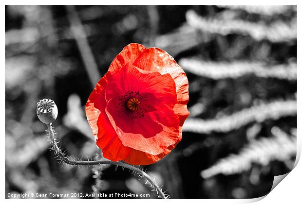 Poppy on Black and White Print by Sean Foreman